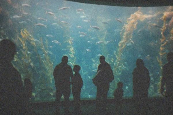 Aquarium of the Pacific
