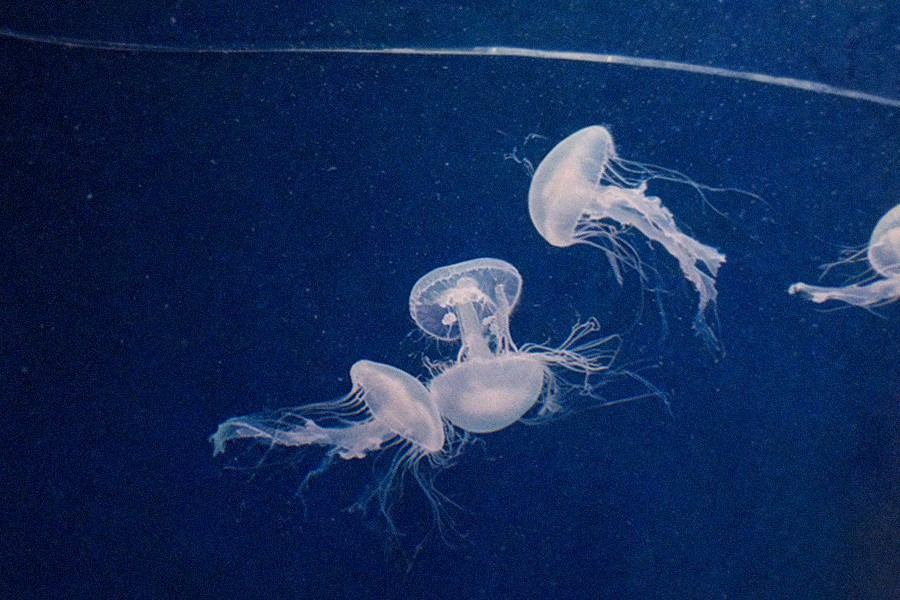 Aquarium of the Pacific